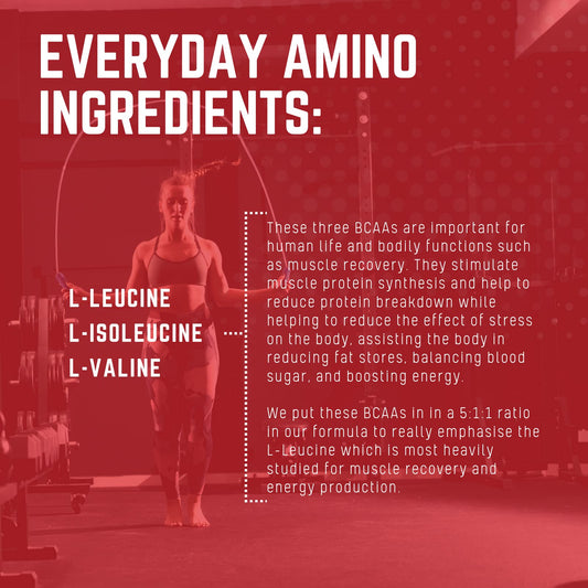 Purus Labs Everyday Amino BCAA Powder | Amino Acids for Muscle Hydration & Recovery | Sugar Free & Gluten Free | 30 Servings (BlackBerry Cherry)